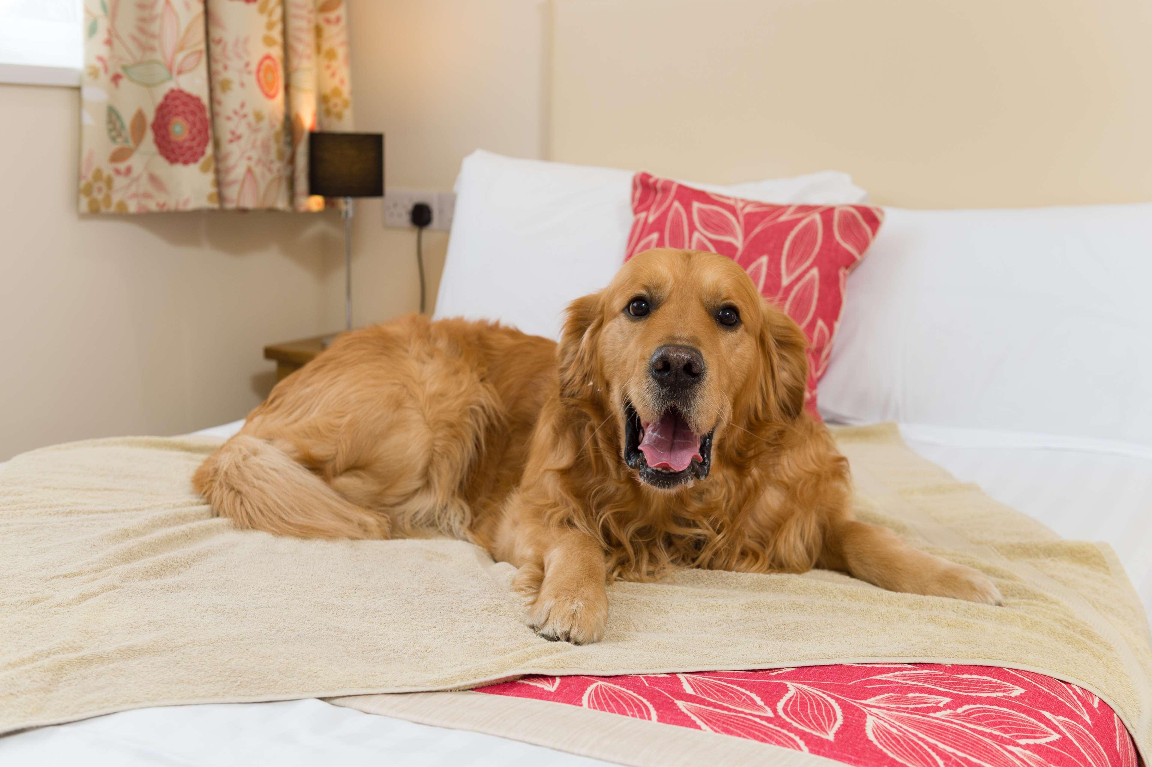 Best Western Fowey Valley Лосуитиел Екстериор снимка